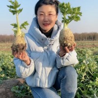 地中海根芹種苗