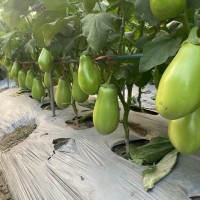 綠冠燈泡茄種苗